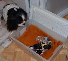 Cavalier King Charles Spaniel Puppies in Oregon